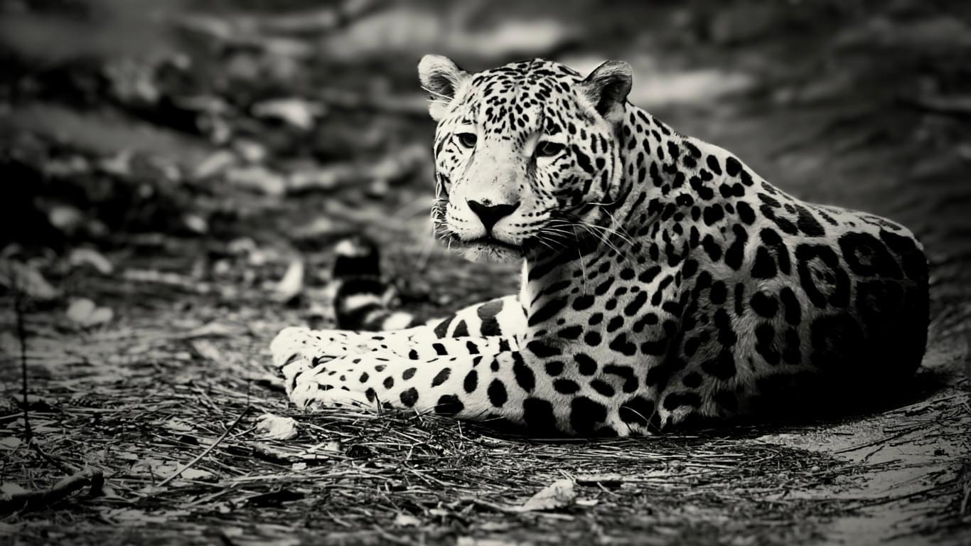 Pantherix Solutions B2B Agency samenwerking